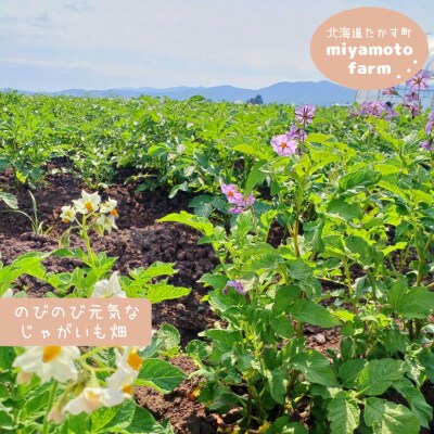 じゃがいも食べ比べ1キロセット!北海道鷹栖町よりお届け♪採れたてを畑から直送! SA951