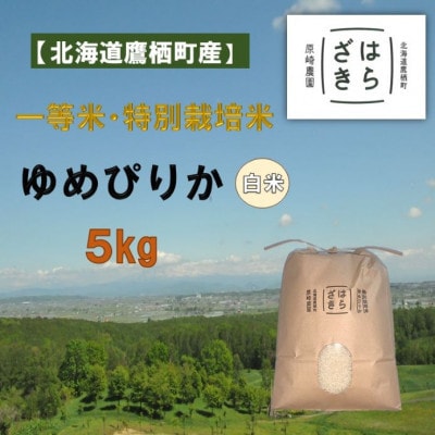 【毎月定期便】一等米・特別栽培 計60kg ゆめぴりか精米(5kg×1袋)SA980 全12回