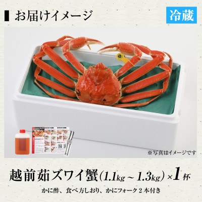 【11月発送】福井の老舗カニ料理店の「茹で越前がにズワイガニ」大大1杯(1.1kg～1.3kg)