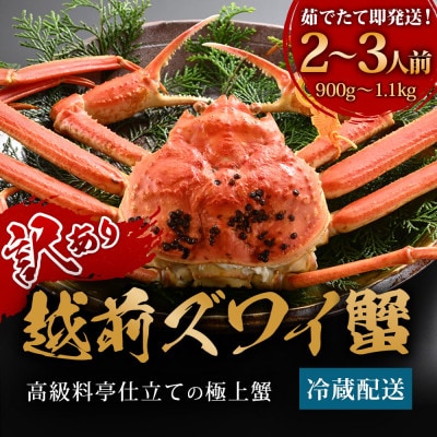 【11～12月に発送】蟹料理店の訳あり茹で越前がにズワイガニ大1杯(900g～1.1kg、姿で発送)