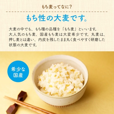 腸活美人 福井産　六条大麦もち麦 5個セット