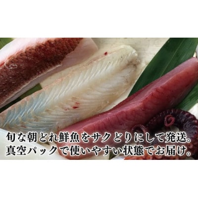 大将におまかせ!朝どれサクどり鮮魚4～5人前 【4月～10月発送】