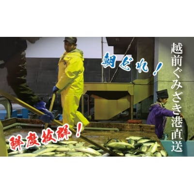 大将におまかせ!朝どれサクどり鮮魚4～5人前 【4月～10月発送】