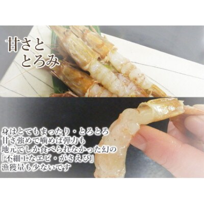 【のし付き】見た目も色も悪い。でも旨い !がさ海老寿司　1本