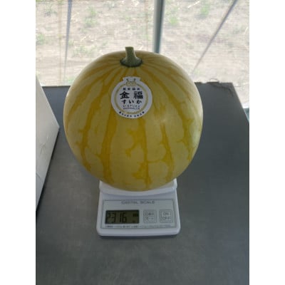 令和9年予約 三里浜砂丘地産 高糖度でシャリっと美味しい。金色に輝く福井市特産金福すいか1玉
