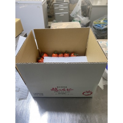 福井県特産『越のルビー』甘くて皮が薄く食べやすい　ミディトマト2Kg
