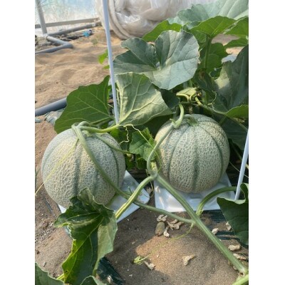 マルセイユメロン 計2～3玉 3Kg以上 福井市三里浜砂丘地産