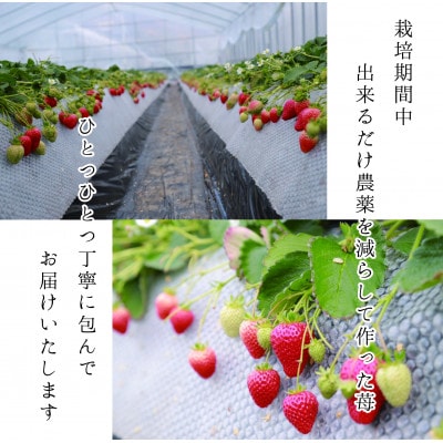 【1月～5月発送】特選☆いちご【まりひめ】