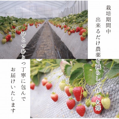 【1月～3月発送】超特選☆いちご【まりひめ】