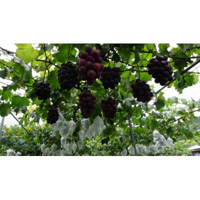 種なしピオーネ<ぶどう約2.5kg>★2025年8月下旬～9月中旬頃発送予定★