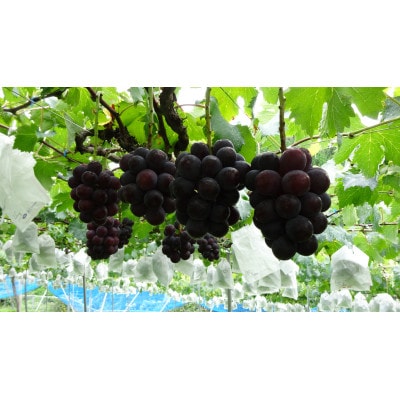 種なしピオーネ<ぶどう約2.5kg>★2025年8月下旬～9月中旬頃発送予定★
