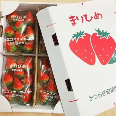 【フルーツ王国和歌山生まれの品種「まりひめ」】いちご 4パック