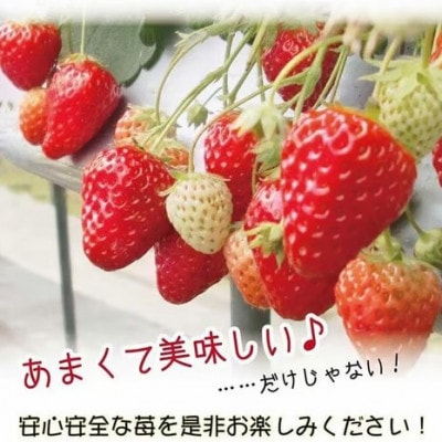 【フルーツ王国和歌山生まれの品種「まりひめ」】いちご 4パック