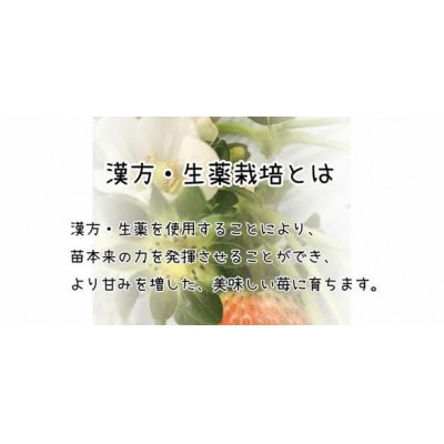 【フルーツ王国和歌山生まれの品種「まりひめ」】いちご 4パック