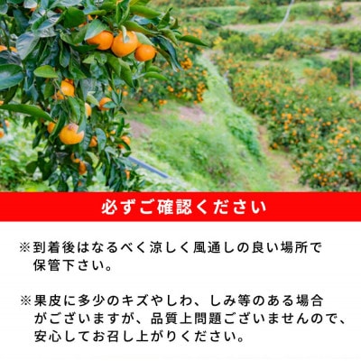 紀州和歌山有田産ゆら早生みかん　約5kg