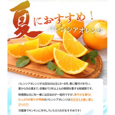 秀品　希少な国産バレンシアオレンジ　約2.5kg