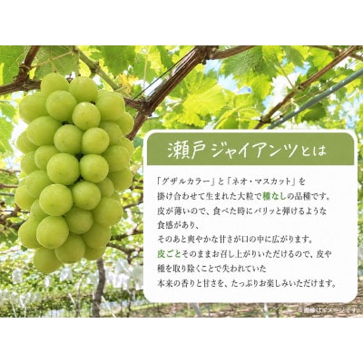 紀州かつらぎ山の瀬戸ジャイアンツ 約2kg