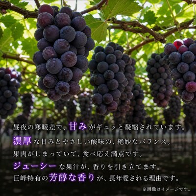 紀州和歌山産の巨峰ぶどう約2kg