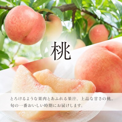 【発送月固定定期便】紀州和歌山産旬のフルーツセット(7月:桃約1.8kg・8月:梨約2kg)全2回