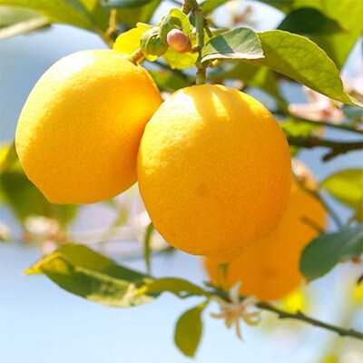 【産直】和歌山産レモン約3kg(サイズ混合)(かつらぎ町)