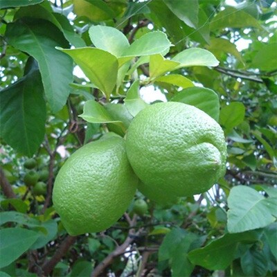 【産直】和歌山産グリーンレモン約3kg(サイズ混合)【かつらぎ町】【10月中旬～11月中旬順次発送】