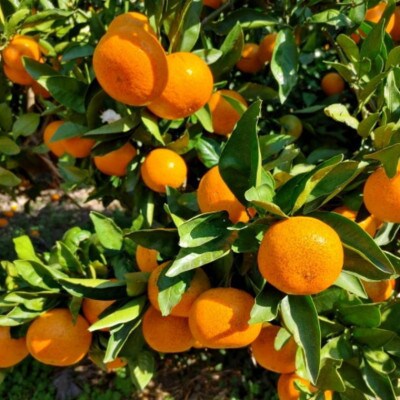 [秀品]和歌山有田みかん約6kg大玉(3Lサイズ)【かつらぎ町】
