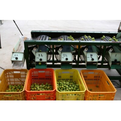 【梅干・梅酒用】(3Lまたは2L-約10kg)熟南高梅《2026年6月上旬～7月上旬発送予定》