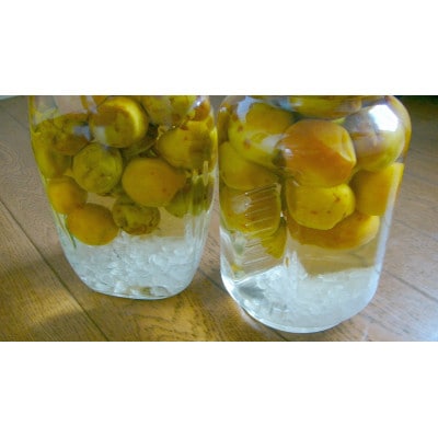 【梅干・梅酒用】(2LまたはL-約10kg)熟南高梅《2026年6月上旬～7月上旬発送予定》　