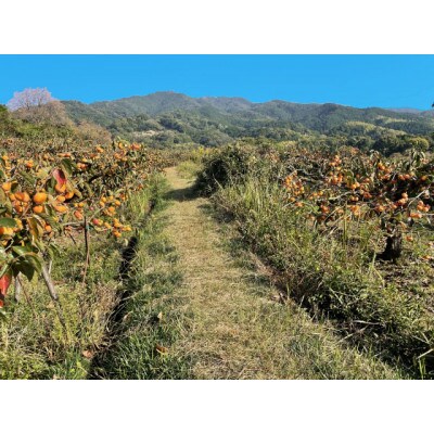 吊るし柿用 生渋柿 ひもセット 約20～30個、約4.5～5kg【10月下旬～11月中旬発送予定】