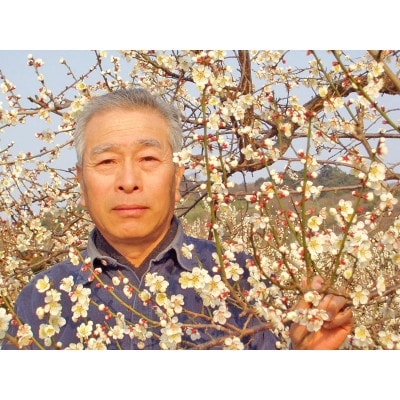 【梅干・梅酒用等】紀州和歌山の熟南高梅(約3kg+3%)【6月下旬～7月上旬順次発送】