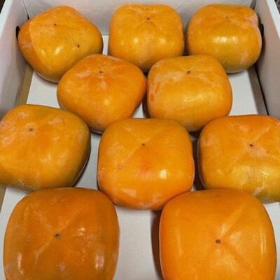 大玉サイズの平たねなし柿「クイーンパーシモン」(10玉～12玉おまかせ)【かつらぎ町】