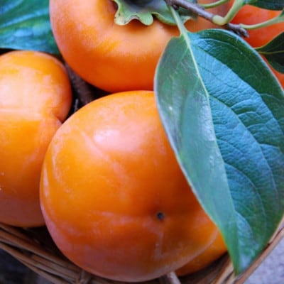 【濃厚】和歌山産富有柿約3.5kg(サイズ混合)【かつらぎ町】