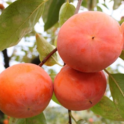 【ご家庭用】和歌山産富有柿約7.5kg(サイズおまかせまたは混合)【かつらぎ町】