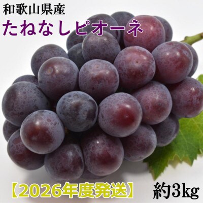 【新鮮・産直】和歌山県産たねなしピオーネ約3kg(4房～7房)(かつらぎ町)【2026年度発送分】