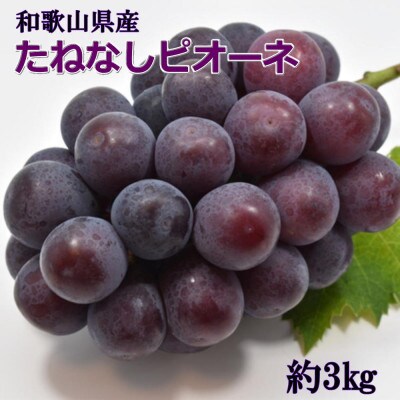 【新鮮・産直】和歌山県産たねなしピオーネ約3kg(4房～7房)(かつらぎ町)【2026年度発送分】