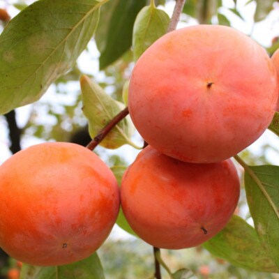 和歌山産富有柿約7.5kg(L～4Lサイズおまかせ)(かつらぎ町)