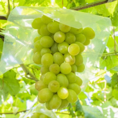 和歌山県産完熟シャインマスカット約1kg(かつらぎ町)