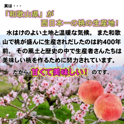 【秀品】和歌山ブランド白桃約2kg!【7月発送分】