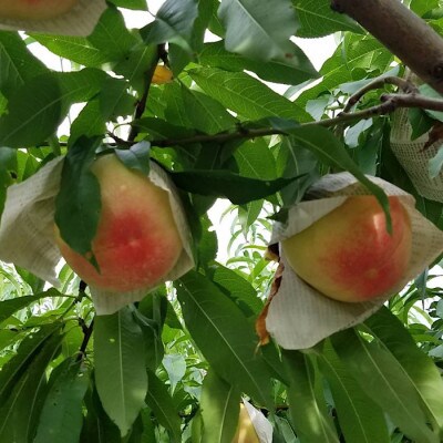 和歌山県産 桃 5玉～6玉 約1.5kg 秀品 【7月上旬～8月下旬頃発送予定】
