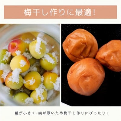 【秀品】南高梅 青梅 約10kg (+補償100g) 2L以上 カキエモン農園