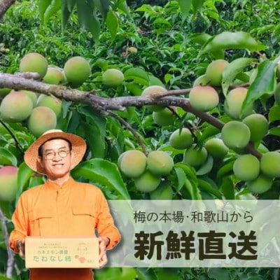 秀品】南高梅 青梅 約10kg (+補償100g) 2L以上 カキエモン農園