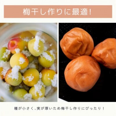 【訳あり・ご家庭用】南高梅 青梅 約3kg (+補償100g) サイズ混合 カキエモン農園