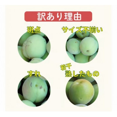 【訳あり・ご家庭用】南高梅 青梅 約3kg (+補償100g) サイズ混合 カキエモン農園