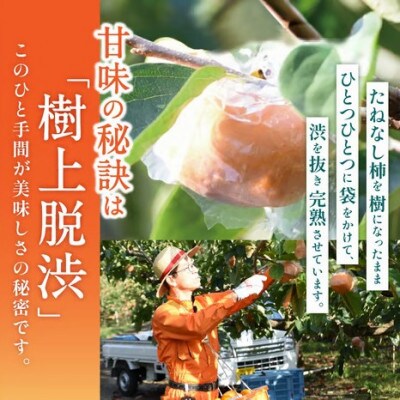 【訳あり・ご家庭用】紀の川柿 約2kg カキエモン農園