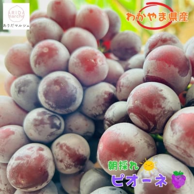 フルーツ王国和歌山のたねなし ピオーネ 約2kg(3～5房)