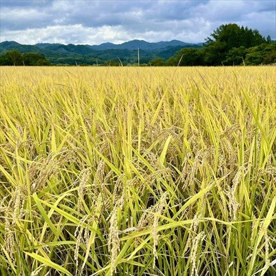 【令和6年度産】ユキノチカラ米　銀河のしずく　玄米8kg