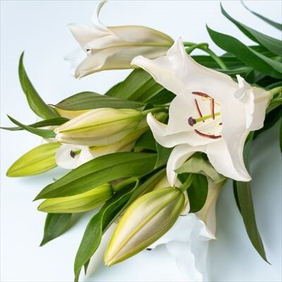 西和賀りんどう & ゆりセット(2)(りんどう15～20本・ゆり4本)