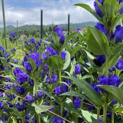 西和賀りんどう(1) 旬の品種 20本