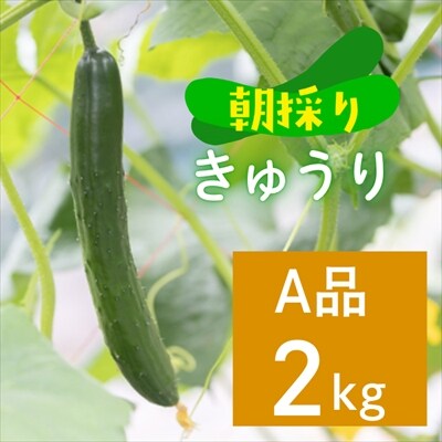 ファーム吉五郎　きゅうり　A品2kg