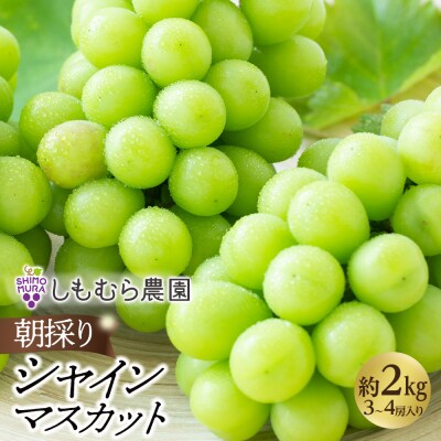 ★2025年7月下旬より順次発送★朝採りシャインマスカット(3～4房入り)